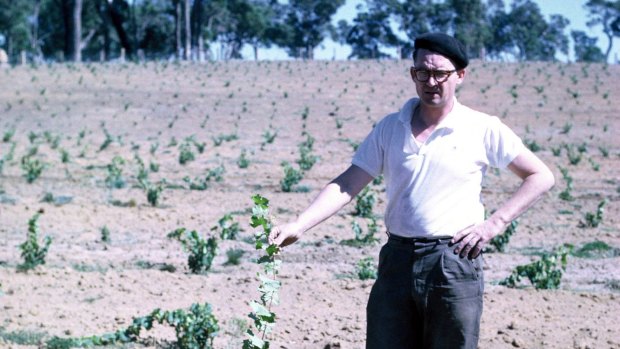 Tom Cullity with the first Vasse Felix vines in late 1960s. 