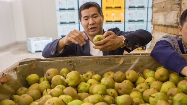Winha chairman Jackie Chung inspects pears at a farm near Shepparton.