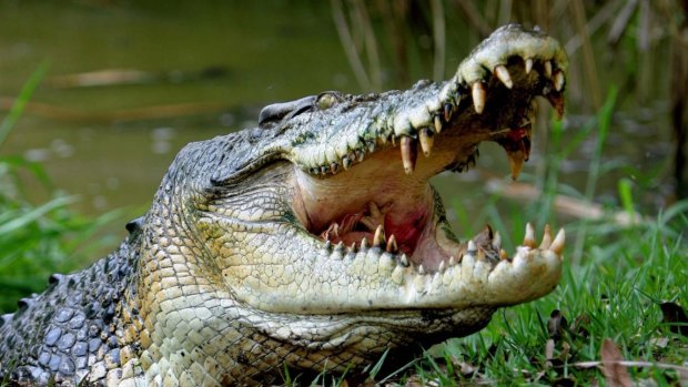 Climate change will impact crocodilian populations, an expert says. 