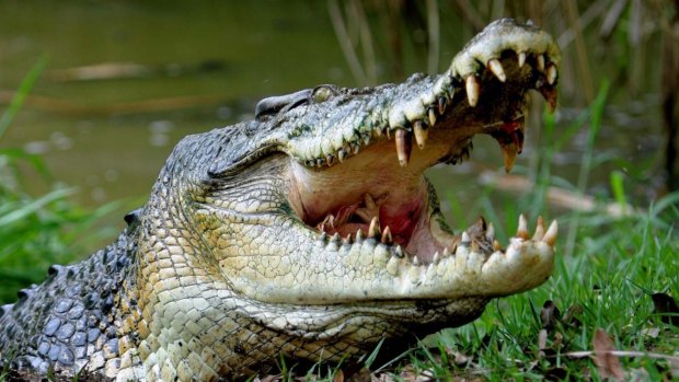 A crocodile attacked a kayaker off the Queensland coast.