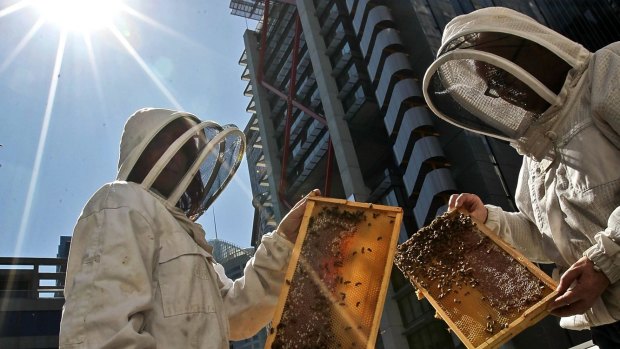 By studying the behaviour of bees, town planners may learn a thing of two.