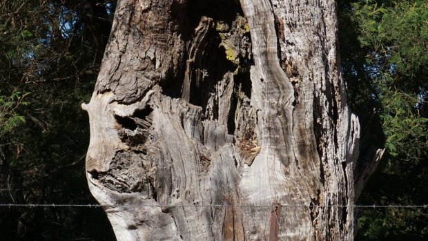 Can you see the cat's face in this tree stump near Bungendore?
