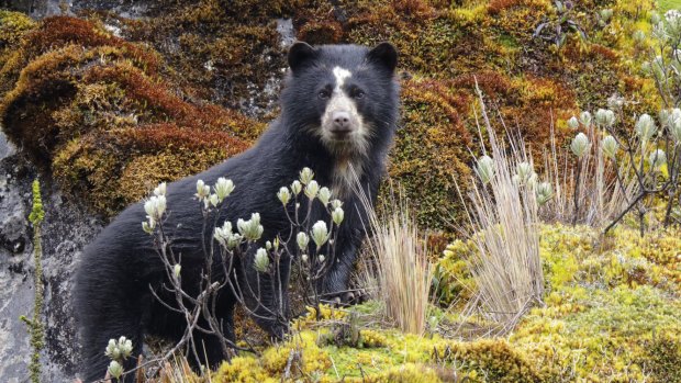 Although Paddington famously hailed from "darkest Peru", you can find spectacled bears throughout the Andes mountain range in South America.