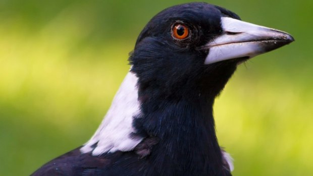 We can learn from the magpies.