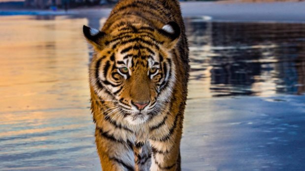 Dreamworld tiger cub Adira takes an excursion from Tiger Island.