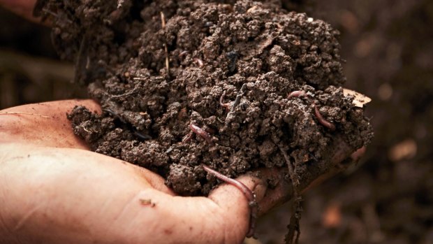 One teaspoon of good garden soil can contain a billion invisible bacteria. 
