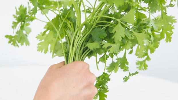 Now is the ideal time to plant coriander, with warm days and cool nights.
