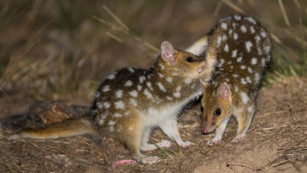 The baby Eastern Quolls frolicking at Mulligans Flat Woodland Sanctuary  in Canberra.