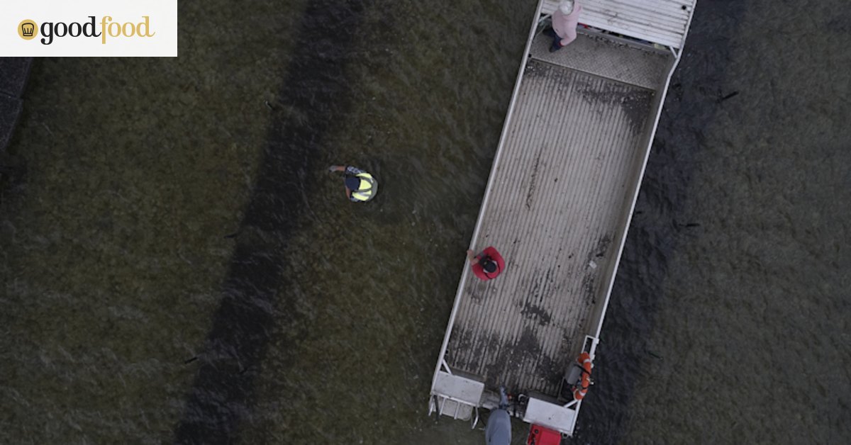 South Coast oyster harvests suspended due to bushfires
