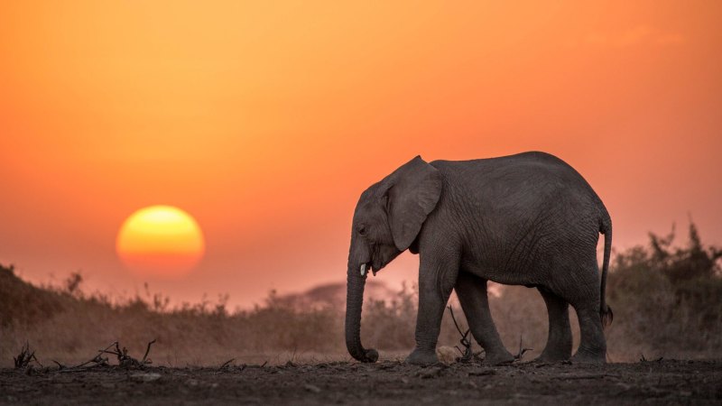 Save The Elephants How We Turned A Corner On The Ivory Trade