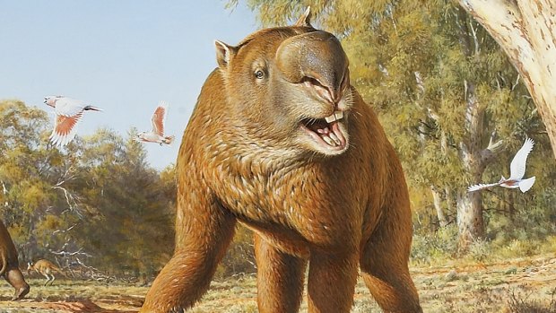 The diprotodon was a rhino-sized wombat which weighed about 2.8 tonnes. Illustration: Peter Trusler