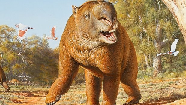 An artist's impression of the diprotodon, a rhino-sized wombat-like megafauna.