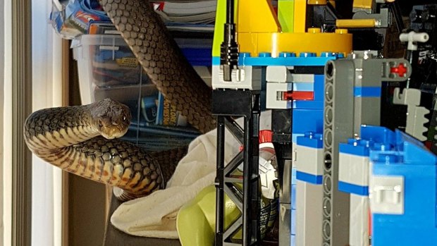 Snake catchers Brooke and Tony Harrison caught this snake in a child's play area in Tallebudgera, on the Gold Coast.