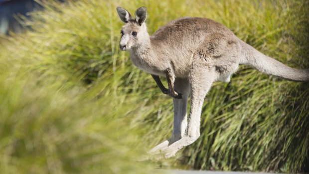 The men killed three eastern grey kangaroos.