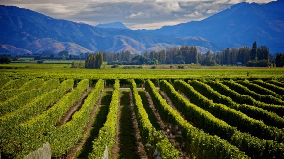 Sauvignon blanc has put the Marlborough region of New Zealand on the world wine map.