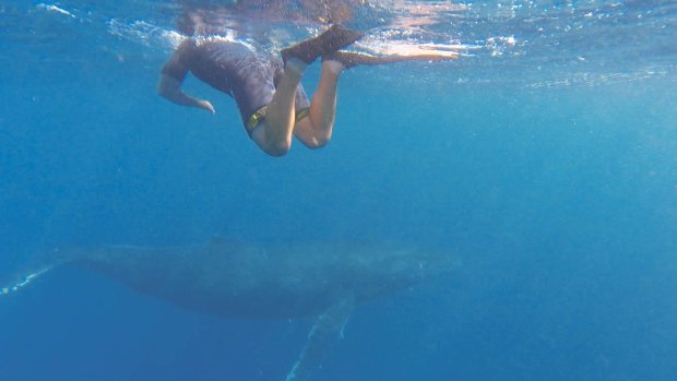 WA's first group of humpback whale tour swimmers saw three males up to 15 metres long. 