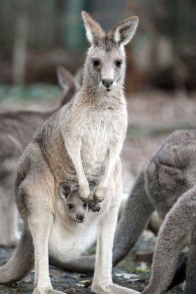 The contraceptive trial on eastern grey kangaroos is expected to begin in July. 