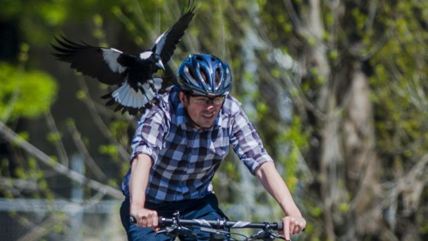 Former Canberra Times photographer Jay Cronan getting swooped by a magpie. 