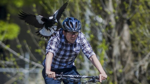 Of course there are always other dangers for cyclists, as Canberra Times photographer Jay Cronan found out in 2014.