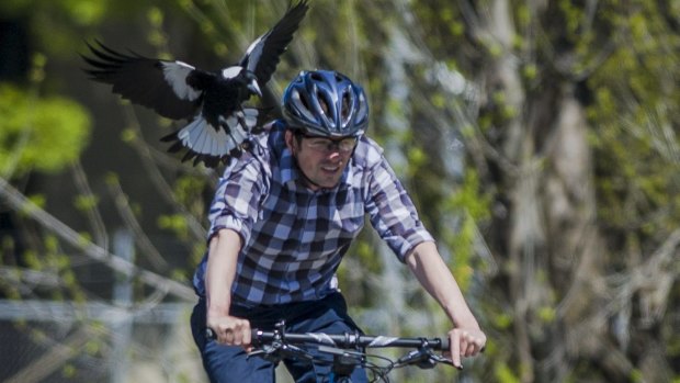 Canberra Times photographer Jay Cronan offered himself up to be swooped by a magpie last year.
