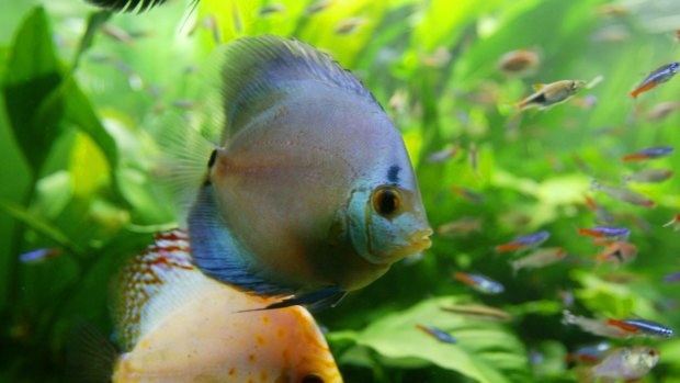 A large fish was allegedly speared in a Cairns hotel foyer.