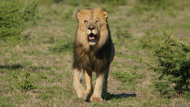 Conservation strategies require recognition of the tension between ethics and economics, as in the case of canned lion hunting.