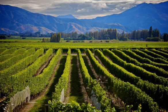 Sauvignon blanc has put the Marlborough region of New Zealand on the world wine map.