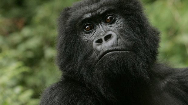 Critically endangered: The Eastern gorilla.
