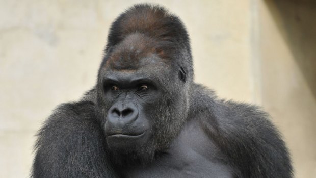 The 18-year-old silverback with brooding good looks and rippling muscles is causing a stir at the Japanese zoo.