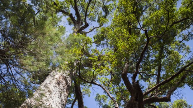 Turnbull government's latest Direct Action climate auction spends up big on trees