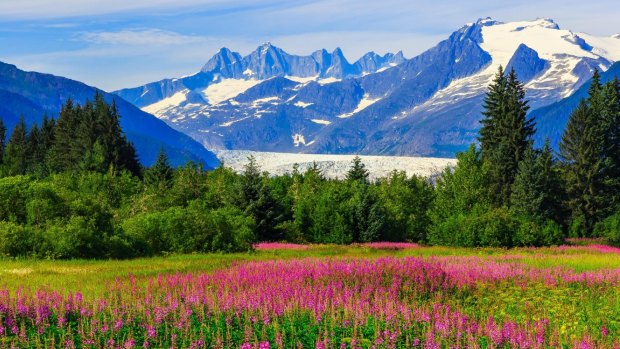 Mendenhall Glacier in the distance, viewed over fireweed in bloom.