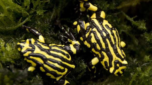 Endangered: Adult southern corroboree frogs.
