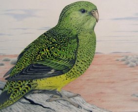 Drawing of a Night Parrot.