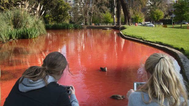 Ducks seem unconcerned by the red colouring.