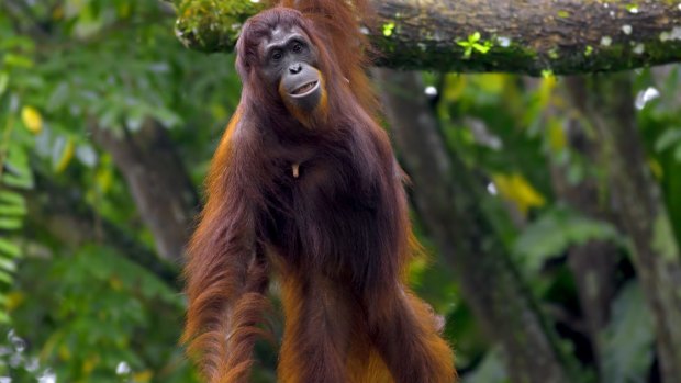 Orang-utan in the jungle in Borneo.