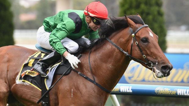 Off and running: Kiwi galloper Turn Me Loose is a leading contender for the Orr Stakes.