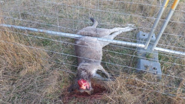 A kangaroo shot during the annual culling in the ACT.