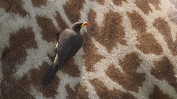 Yellow billed oxpecker feeds on parasites on a Masai Giraffe.