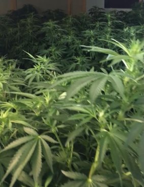 More than 170 mature cannabis plants were found.