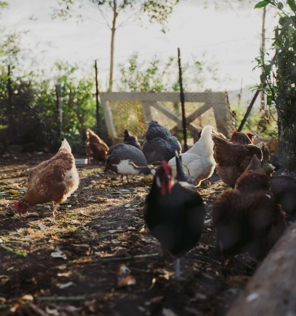 Backyard chickens supply the eggs at Milk Haus.