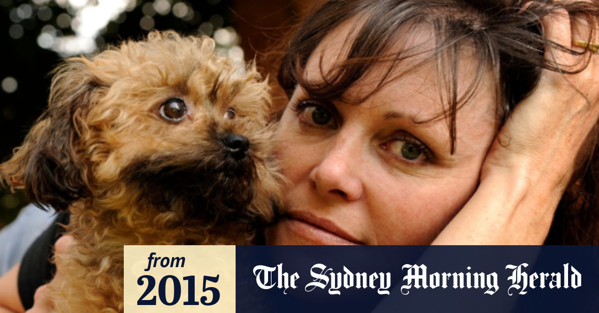 cavoodle puppies trading post