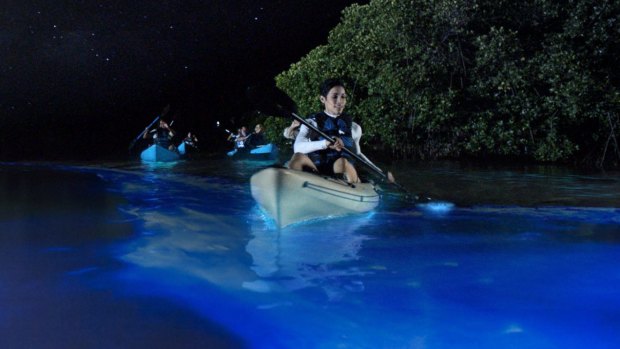 Vieques, or Bio Bay, glows due to the high density of dinoflagellates - microscopic plankton that dramatically come alive when disturbed.