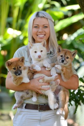 Australia Zoo dingo keeper Erin Berry with her three latest charges.