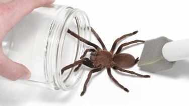 UQ researchers have discovered a way to turn tarantula venom into a painkiller. 