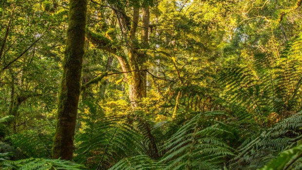 Explore the Wet Forest in Apollo Bay.
