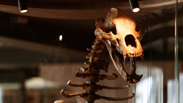 The luxury lounge bar houses 38 glass-encased fossils, including a Russian cave bear.