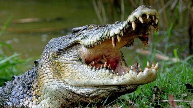 A crocodile has attacked a woman in the north of Western Australia.