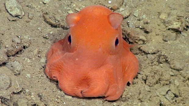 Researchers are looking for a name for this tiny octopus, which is undeniably adorable. 