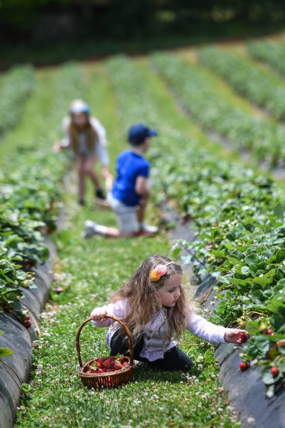 Get the family together for a strawberry-picking session at Blue Hills Berries & Cherries.