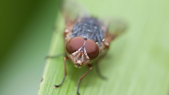 Buddhism helps me to cope with a house full of insects